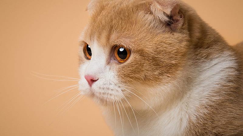 Side Face Of White Brown Yellow Black Eyes Cat Cat, HD wallpaper