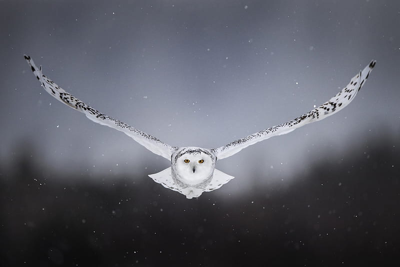White Snow Owl Flying, owl, birds, HD wallpaper