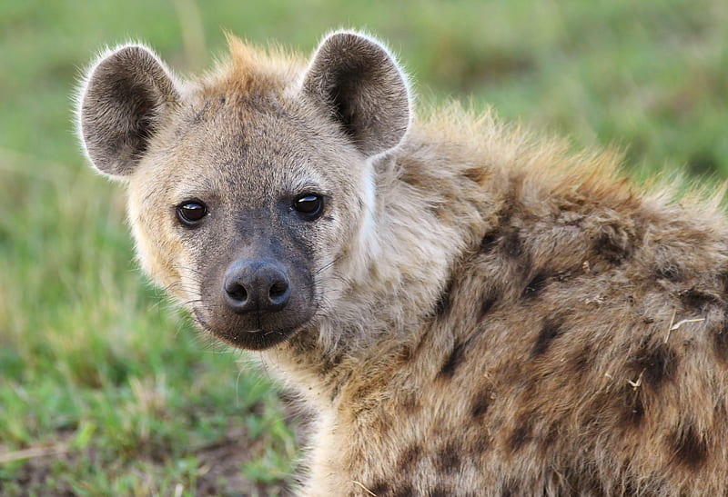 Cats, Hyena, predator (Animal) , Africa , Kenya , Maasai Mara National Reserve, HD wallpaper