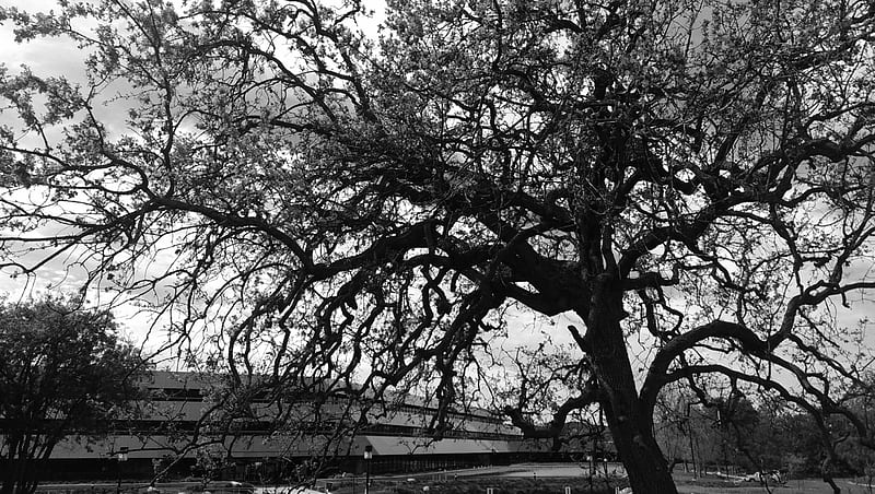 Oak Tree(Thousand Oaks, Ca.), Building, tree, California, Oak, Baxter, Black and White, Thousand, HD wallpaper