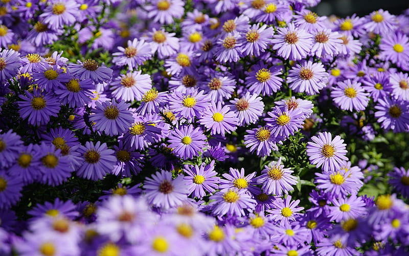 Asters, flowers, nature, purple, HD wallpaper