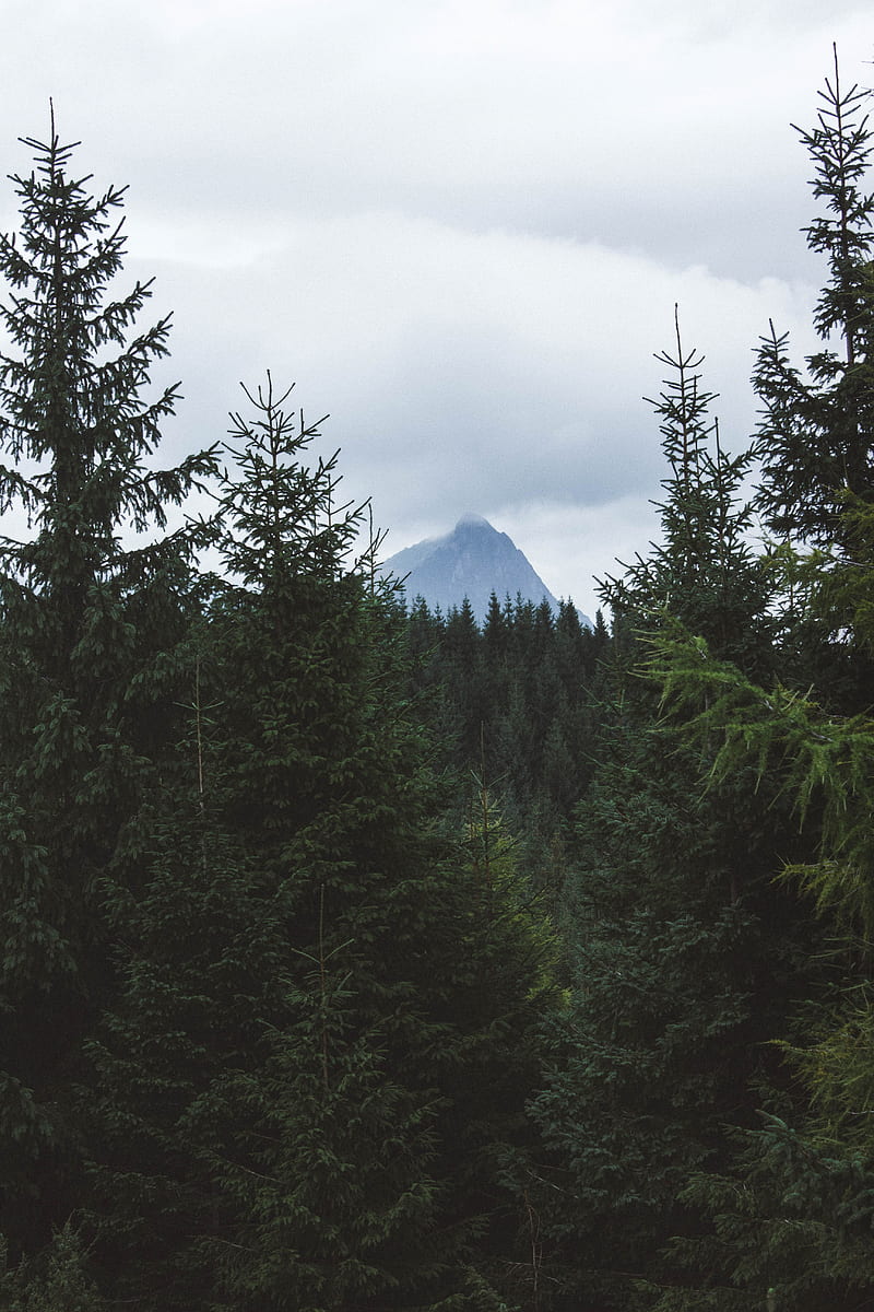 mountain, peak, trees, forest, HD phone wallpaper