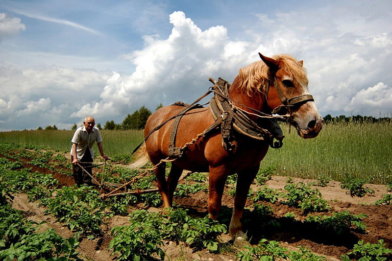 Poland, which is no more ..., plow, poland, country, horse, sky, plowman, HD wallpaper