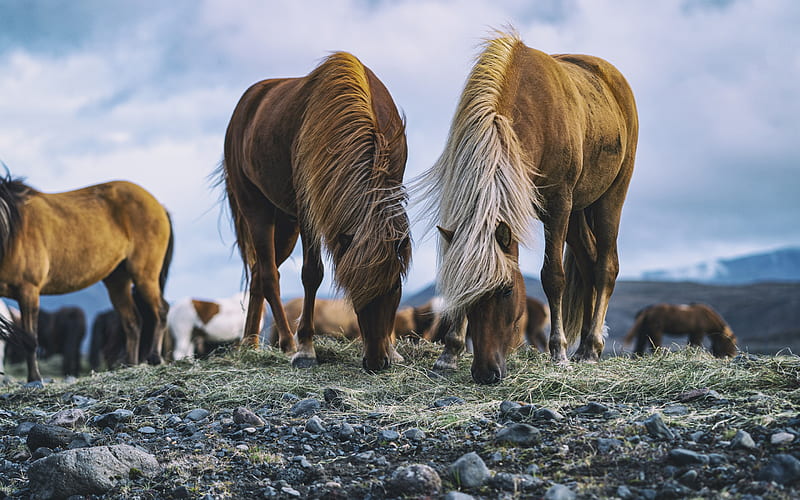 Icelandic horse, field, wildlife, horses, Icelandic Pony, Iceland, HD wallpaper