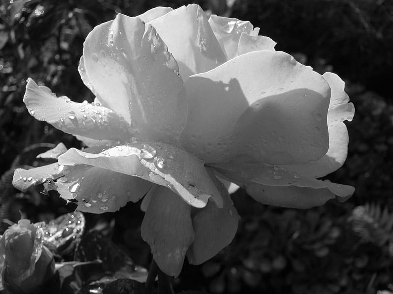 Black and White Rose, in the rain, rose, raindrops, HD wallpaper