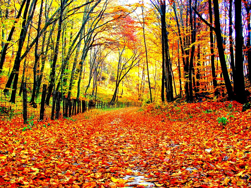 AUTUMN PATHWAY, branche, autumn, enchanting nature, trees, seasons ...