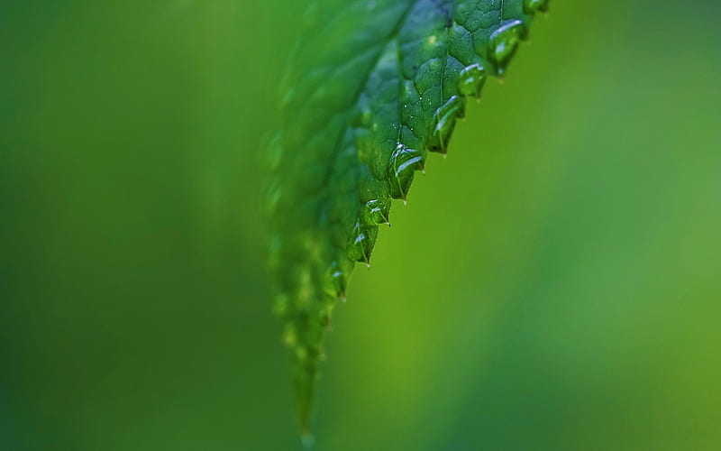 raindrops on a green leaf-Fresh nature green plants, HD wallpaper