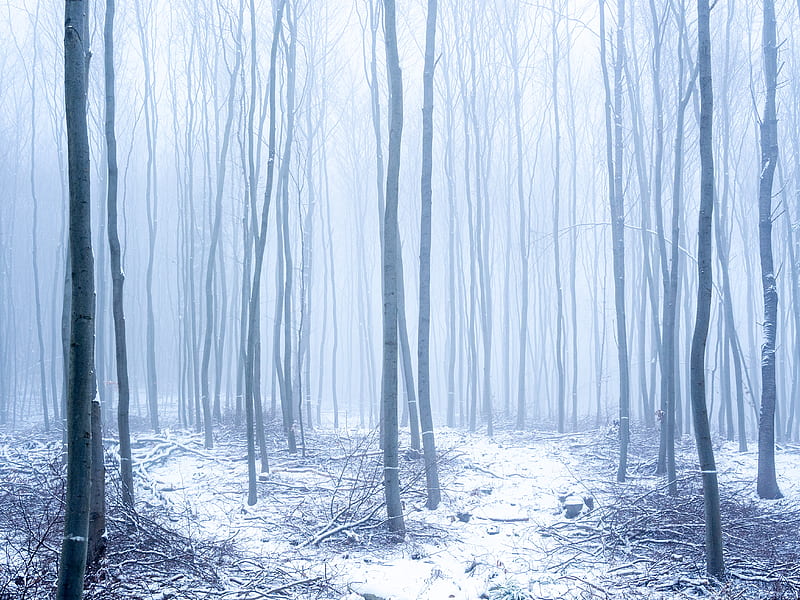 forest, snow, fog, trees, winter, HD wallpaper