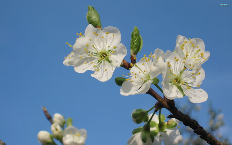 Resplendent Plum Blossoms, blossoms, plum, flowers, sky, HD wallpaper
