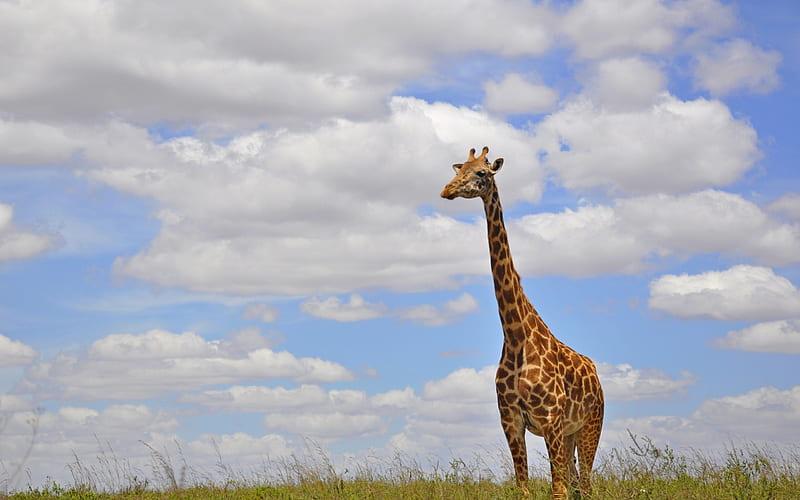 giraffe, Africa, wildlife, clouds, long neck, HD wallpaper