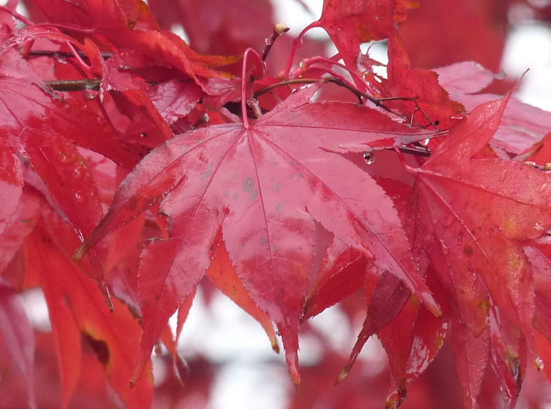 Wet autumn leaves, fall, autumn, leaves, bladeren, bomen, trees, herfst, HD wallpaper