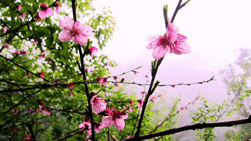 Prunus mume, pretty, cold resistant, plum trees, pink, HD wallpaper