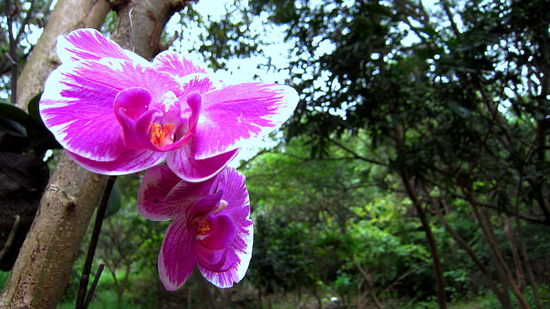 Phalaenopsis, forest, pretty, pink, dancing butterfly, HD wallpaper