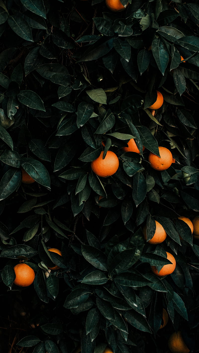 tangerines , bush, fruits, citrus, plant, oranges, HD phone wallpaper