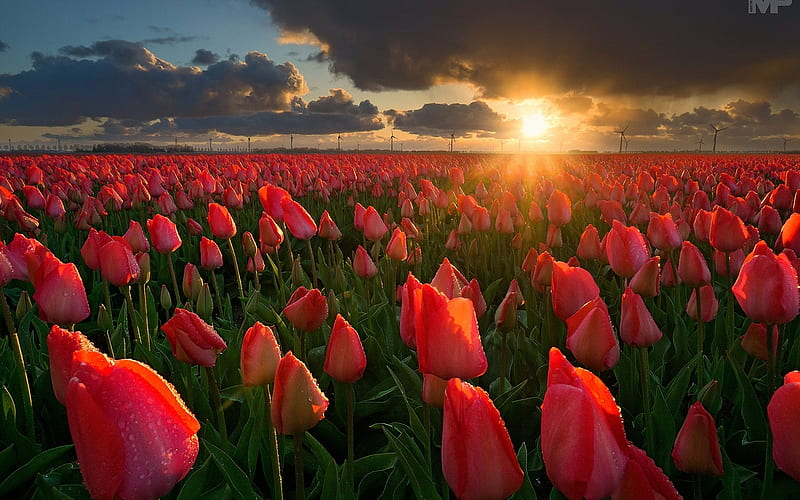 Sunset Over The Tulips Field, rays, flowers, nature, sunset, tulips