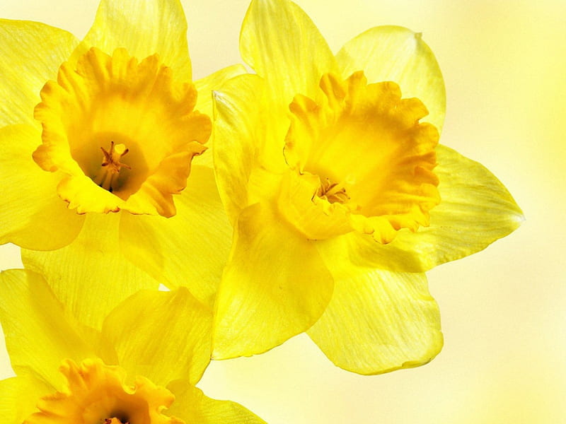 Yellow flower, narcissus, flowers, nature, HD wallpaper
