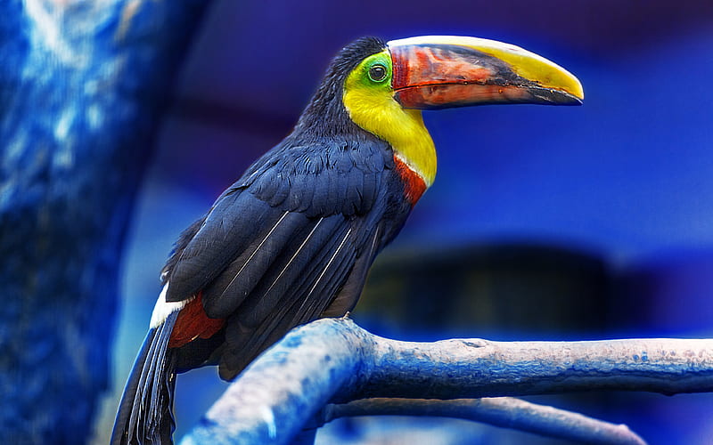 toucan, wildlife, exotic birds, Ramphastidae, HD wallpaper