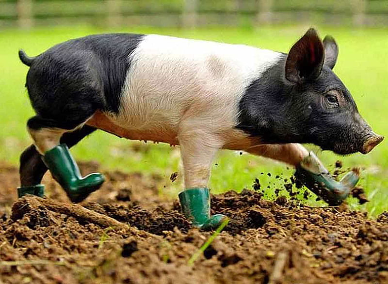 The working pig!, pic, pig, boots, mud, wall, animal, pigs, dirt, funny, HD wallpaper