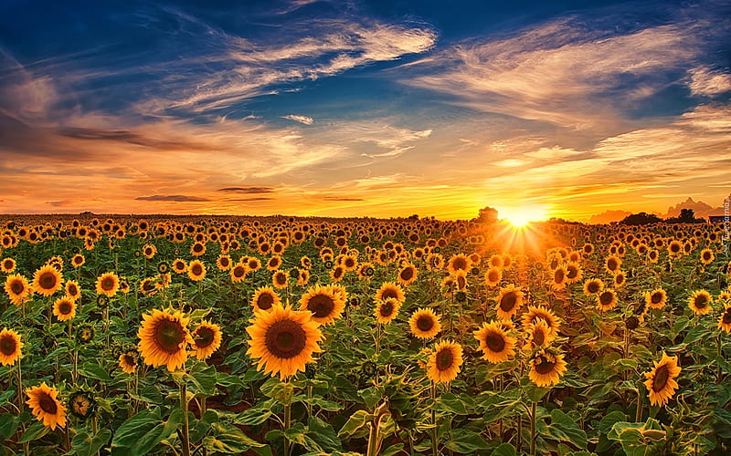Sunflower Field at Sunset, sunset, clouds, sunflowers, field, HD wallpaper