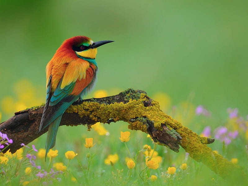 Golden Bee Eater, bee eater, golden, poultry, flowers, branches, animal, HD wallpaper