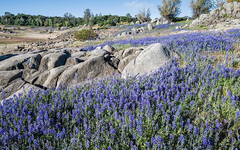 Beeks Bight, Folsom Lake, California, blossoms, stones, trees, rocks, spring, usa, HD wallpaper