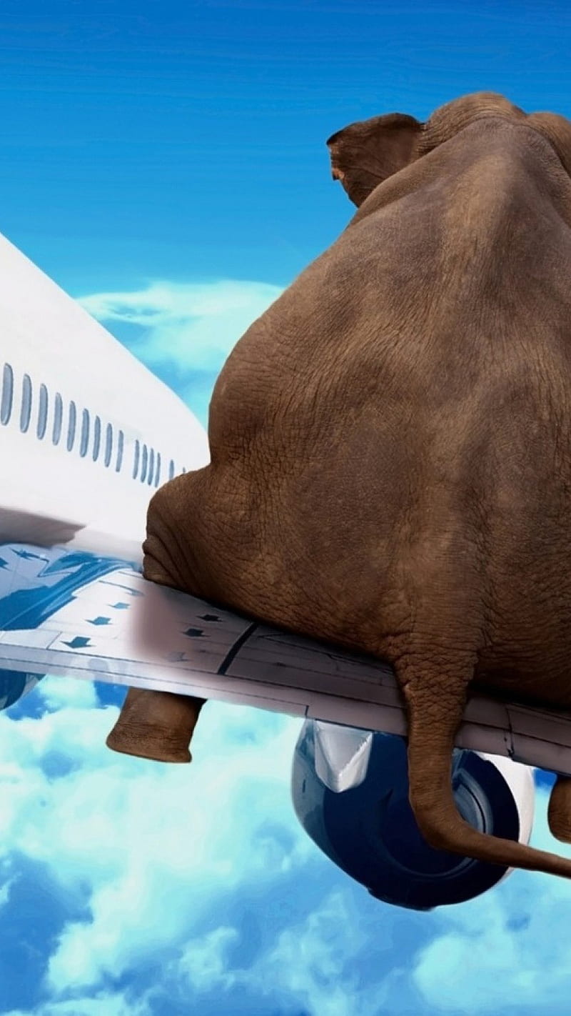 Elephant on plane , animal, sky, art, HD phone wallpaper