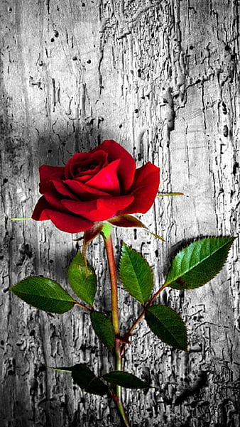 HD flowers-rose flower wallpapers | Peakpx HD flowers-rose flower wallpapers | Peakpx