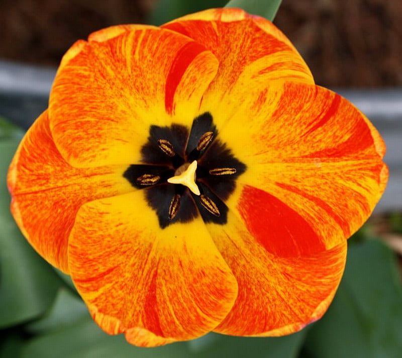 ORANGE FLAME TULIP, flower, yellow, orange, tulip, HD wallpaper