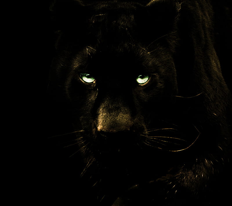 Black Panther Puma, blue, cat, cool, dark, eye leopard, lion, tiger, HD wallpaper