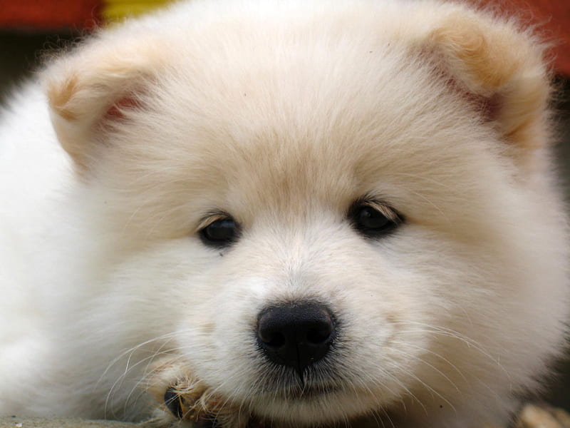 samoyed, Dog, Dogs, Canine, Baby, Puppy / and Mobile Background, Cute Samoyed Dog, HD wallpaper