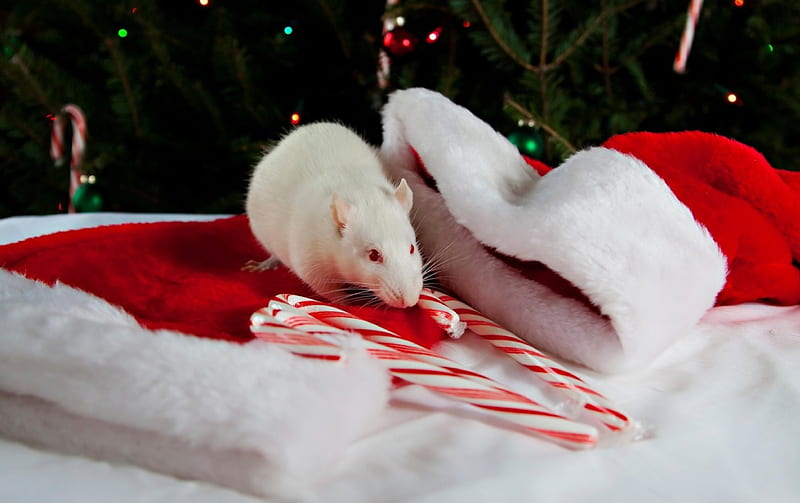 ratón de navidad ***, ratones, ratón, ratas, animales, animal, Fondo de  pantalla HD | Peakpx