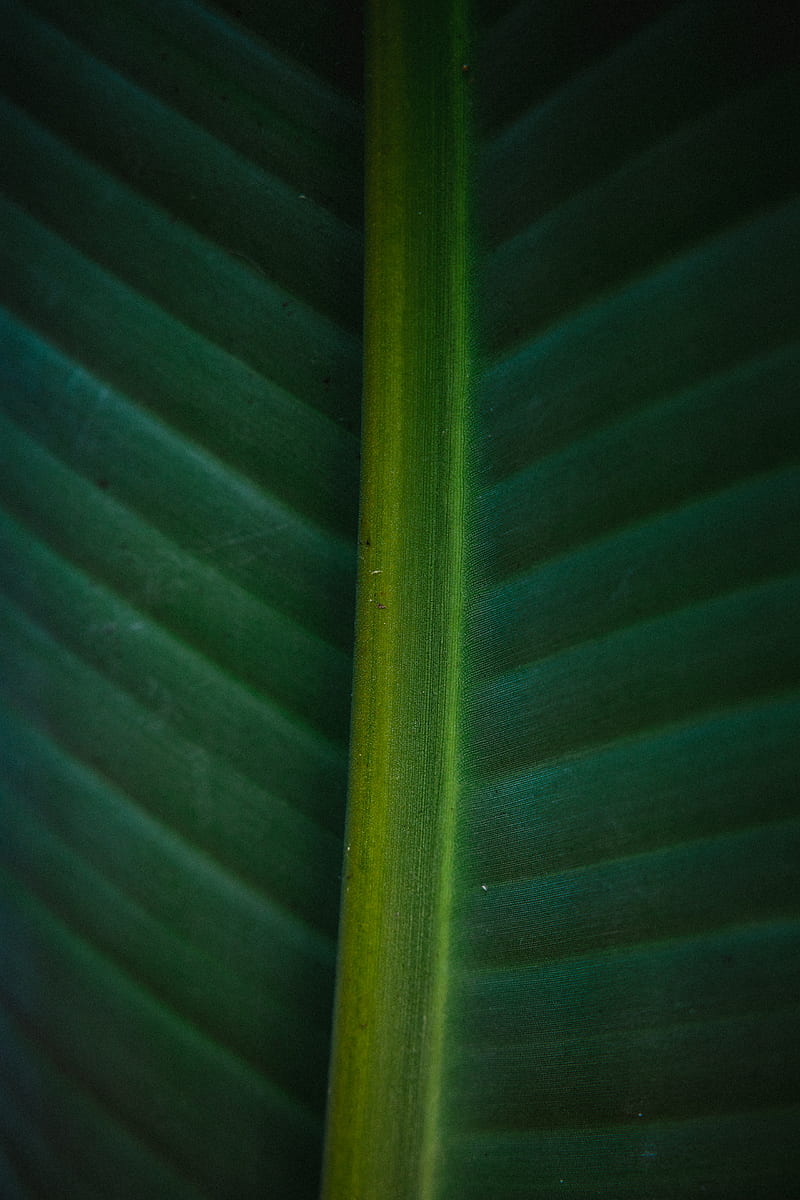 leaf, macro, green, veins, stripes, HD phone wallpaper