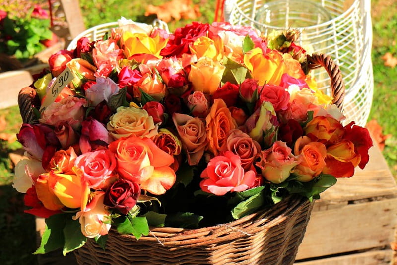 Autumn Roses, colorful, fall, autumn, lovely, rose, colors, bonito ...