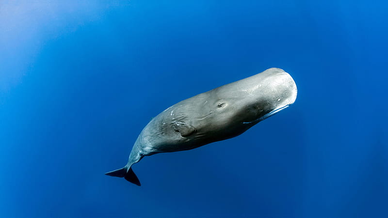 Sperm whale Dominica Caribbean Sea 2021 Bing, HD wallpaper