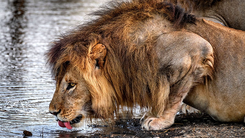 Male Lion Drinking Water, beautiful, pets, lion, animal, feline, graphy, wide screen, wildlife, cats, HD wallpaper