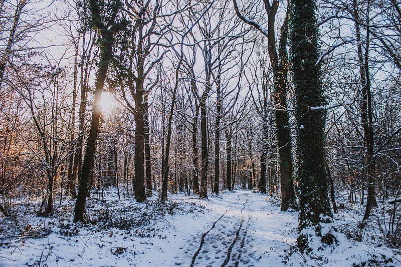 Bare trees filled with snow, HD wallpaper | Peakpx