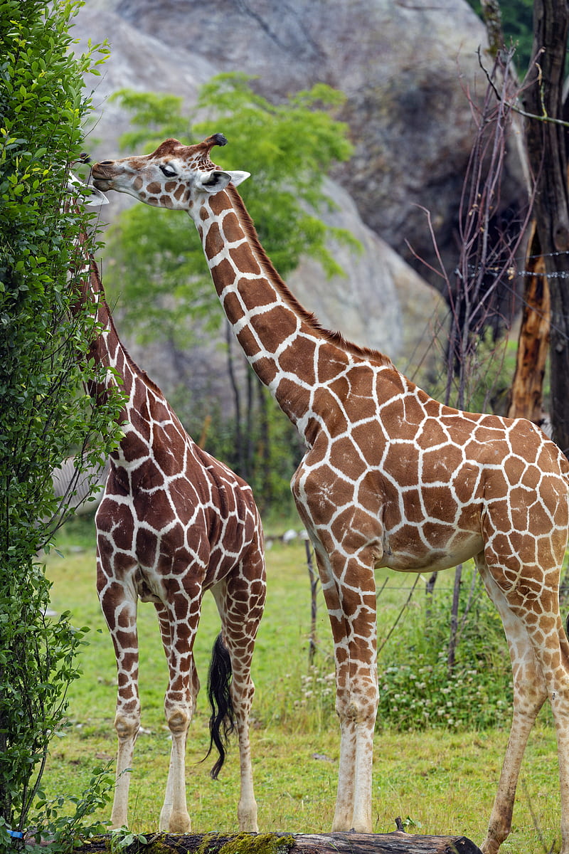 giraffes, animal, neck, bushes, HD phone wallpaper