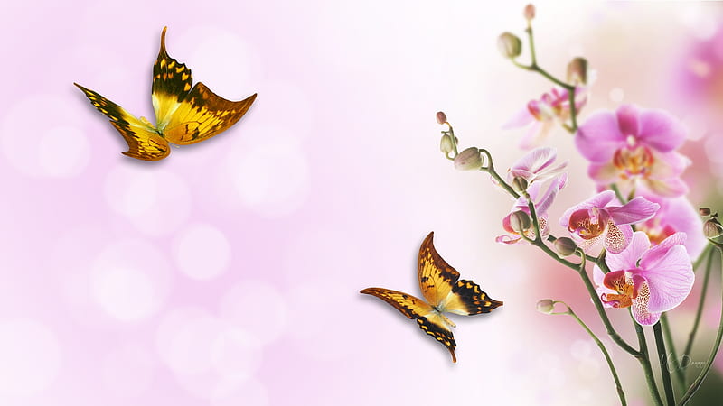 Pink Orchids, orchids, exotic, bokeh, flowers, butterflies, pink, Firefox Persona theme, floral, HD wallpaper