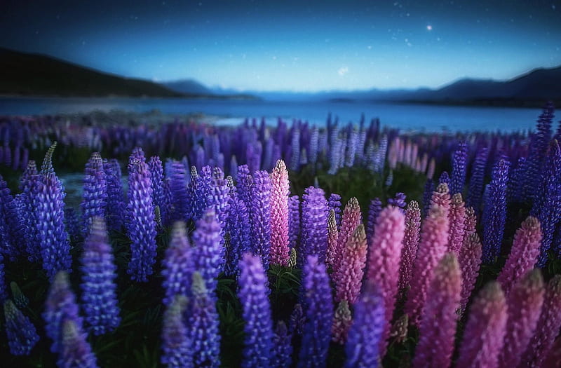 Lupine Meadow at Night, stars, flowers, sky, lake, meadow, night, lupine, HD wallpaper