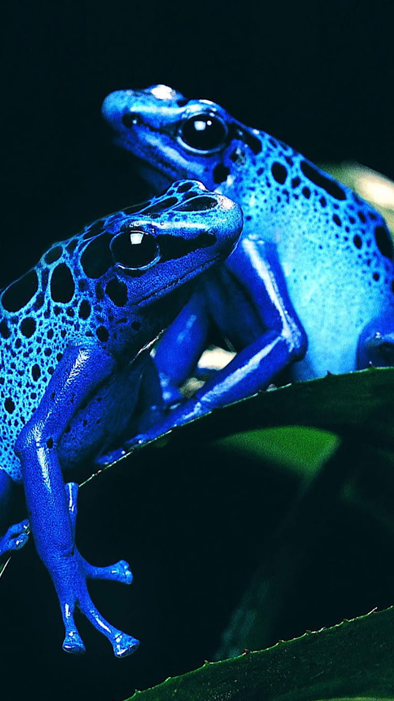 Poison dart frogs, blue, frog, HD phone wallpaper | Peakpx