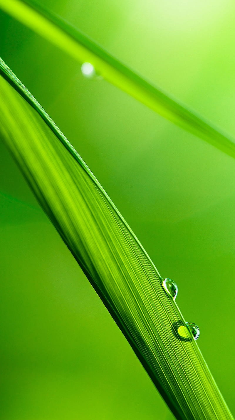 Grass Blade, nature, HD phone wallpaper