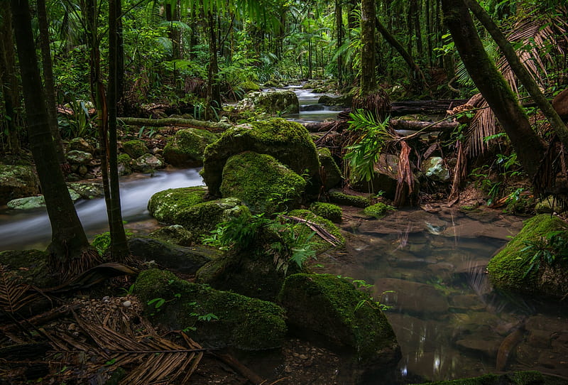 Mossy Jungle Stream, Trees, Streams, Jungles, Forests, Moss, Rocks, Rivers, Nature, HD wallpaper