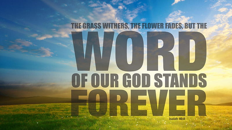 The Grass Withers The Flower Fades But The Word Of Our God Stands Forever Bible Verse, HD wallpaper