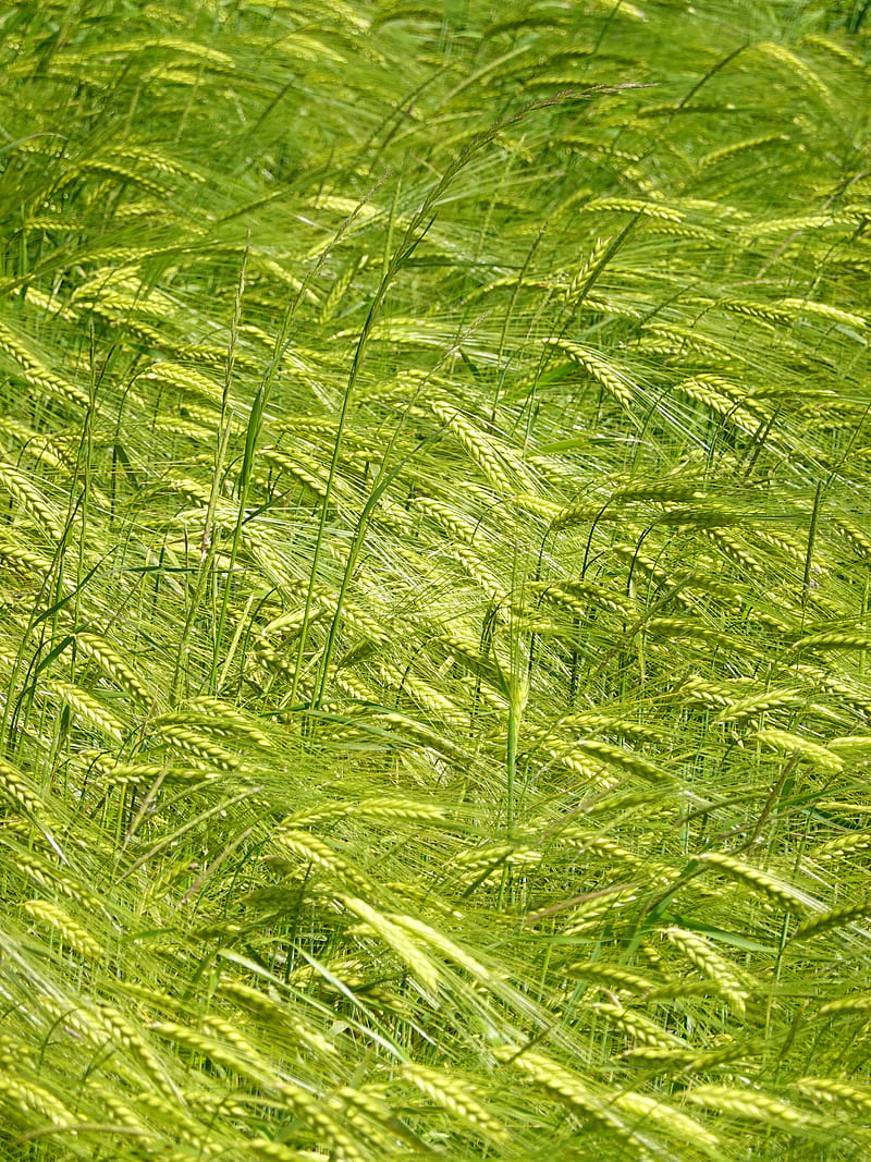 ears, grass, field, plants, wind, HD phone wallpaper