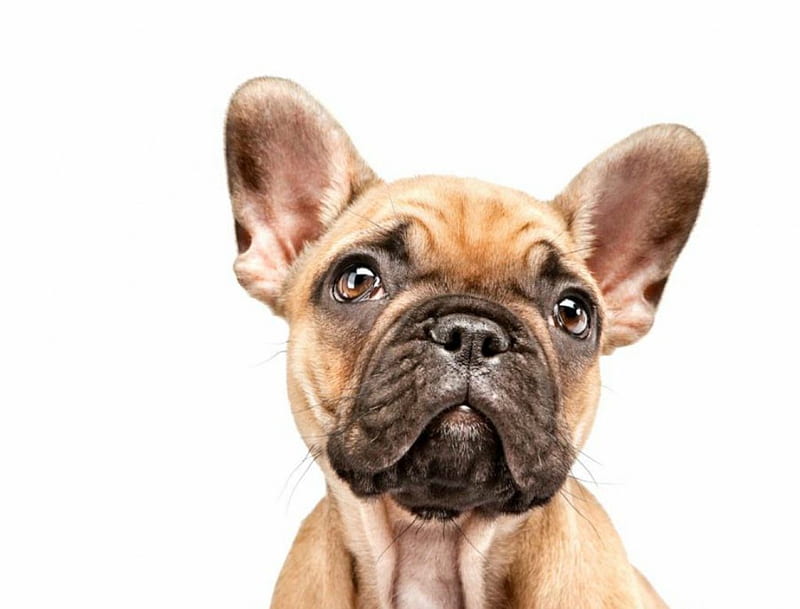boston terrier, cute, pet, dog, HD wallpaper