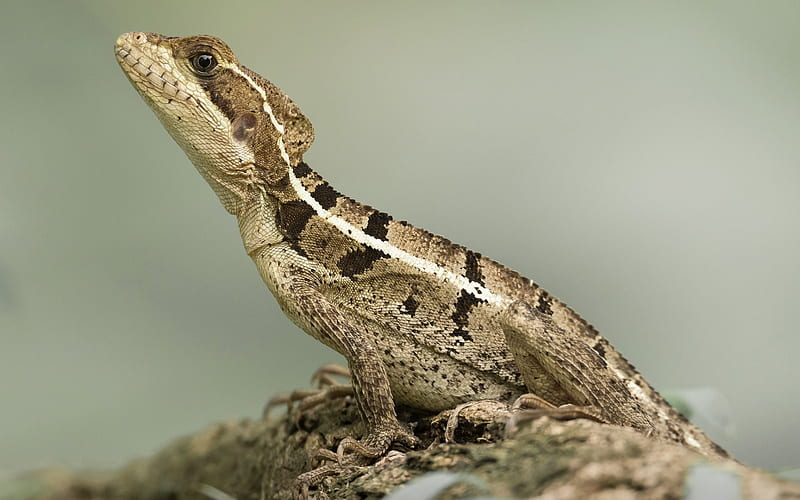 Basiliscus, lizard, reptile, branch, HD wallpaper