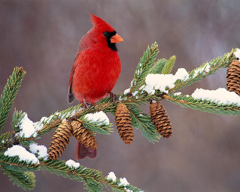 Northern Cardinal, Michigan, red, limb, bird, snow, cones, trees, cardnial, animals, HD wallpaper