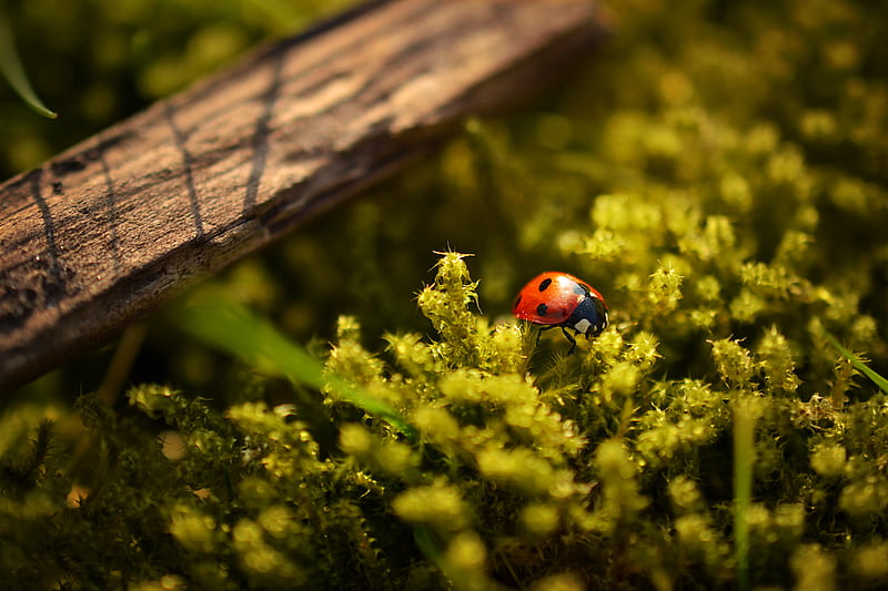 closeup graphy of ladybug perched on green leafed plant, HD wallpaper