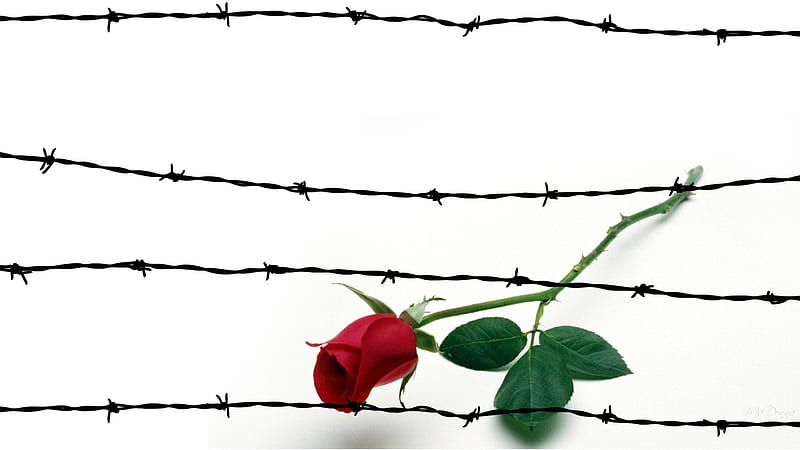 Barbed Wire and Rose, red, , rose, flower, firefox persona, white, abstract, barbed wire, HD wallpaper