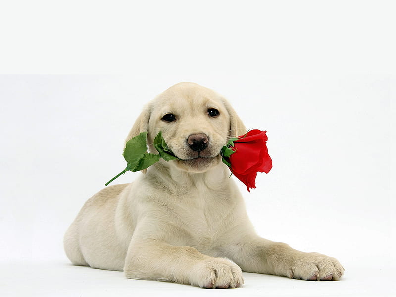 Dog w Flower, cool, flower, bonito, dog, HD wallpaper | Peakpx
